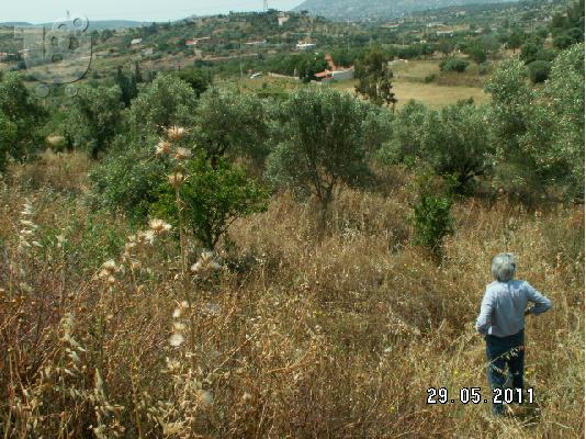 ΠΩΛΗΣΗ ΟΙΚΟΠΕΔΟΥ ΣΤΟ ΚΟΡΩΠΙ